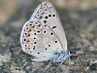 Mnnchen Polyommatus escheri Escher's Blue