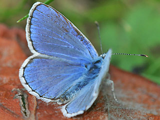 Mnnchen Polyommatus escheri Escher's Blue