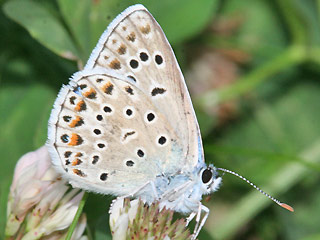 Mnnchen Polyommatus escheri Escher's Blue