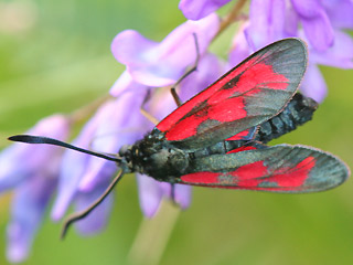 Sechsfleck-Widderchen Zygaena filipendulae Six-spot Burnet