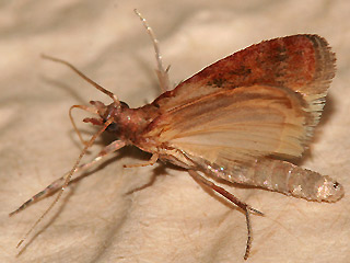 Plodia interpunctella Dörrobstmotte Indian Meal Moth