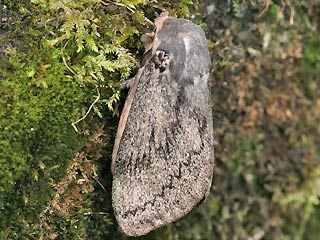 Weibchen Pachypasa otus