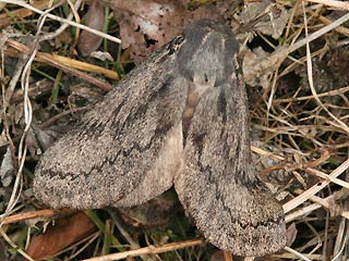 Weibchen Pachypasa otus