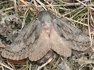 Weibchen Pachypasa otus