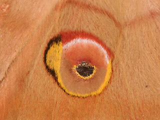 Augenzeichnung Antheraea pernyi Chinesischer Eichenseidenspinner Chinese Oak Silkmoth
