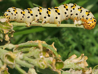 Raupe Cucullia lychnitis Spter Knigskerzen-Mnch Graubestubter Knigskerzen-Mnch Striped Lychnis