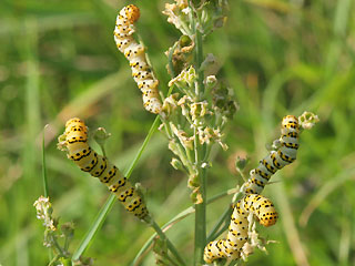 Raupen Cucullia lychnitis Spter Knigskerzen-Mnch Graubestubter Knigskerzen-Mnch Striped Lychnis