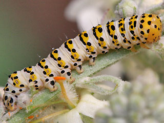 Raupe Cucullia lychnitis Spter Knigskerzen-Mnch Graubestubter Knigskerzen-Mnch Striped Lychnis