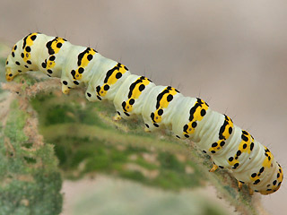 Raupe Cucullia lychnitis Spter Knigskerzen-Mnch Graubestubter Knigskerzen-Mnch Striped Lychnis