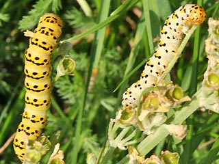 Raupen Cucullia lychnitis Spter Knigskerzen-Mnch Graubestubter Knigskerzen-Mnch Striped Lychnis