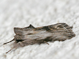 Calophasia platyptera Antirrhinum Brocade