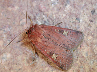 Xestia xanthographa Braune Sptsommer-Bodeneule Square-spot Rustic