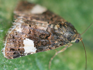 Tyta luctuosa Ackerwinden-Trauereule Four-Spotted