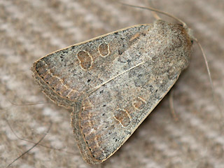 Hoplodrina ambigua Hellbraune Staubeule