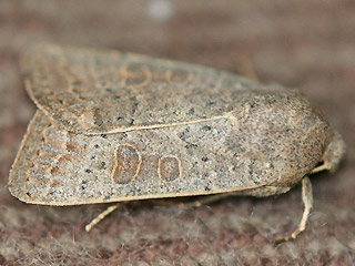 Hoplodrina ambigua Hellbraune Staubeule