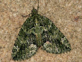 Olivgrner Bindenspanner Chloroclysta siterata Red-green Carpet 