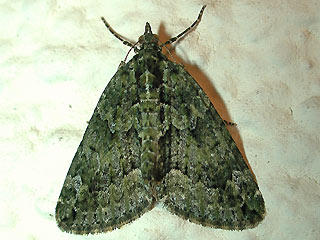Olivgrner Bindenspanner Chloroclysta siterata Red-green Carpet 