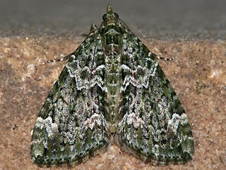 Olivgrner Bindenspanner Chloroclysta siterata Red-green Carpet 