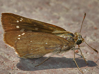 Peliponidas thrax  Millet Skipper