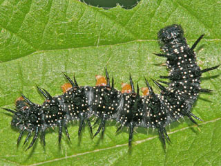Raupe Tagpfauenauge Inachis io Peacock