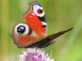 Tagpfauenauge Inachis io Peacock
