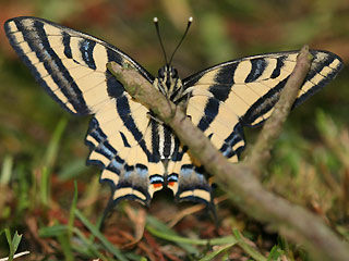 Südlicher Schwalbenschwanz   Papilio alexanor   Southern Swallowtail