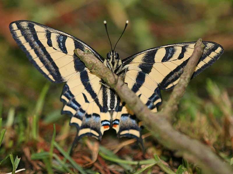 Südlicher Schwalbenschwanz   Papilio alexanor   Southern Swallowtail