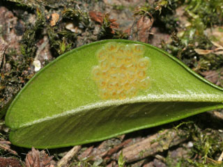 Eigelege Glyphodes perspectalis Buchsbaum-Znsler