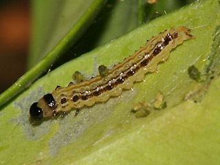 Raupe Glyphodes perspectalis Buchsbaum-Znsler