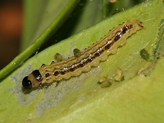 Raupe Glyphodes perspectalis Buchsbaum-Znsler