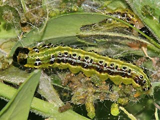 Raupe Glyphodes perspectalis Buchsbaum-Znsler