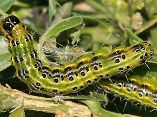 Raupe Glyphodes perspectalis Buchsbaum-Znsler