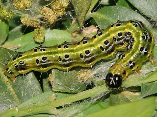 Raupe Glyphodes perspectalis Buchsbaum-Znsler