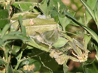 Puppengespinst Glyphodes perspectalis Buchsbaum-Znsler