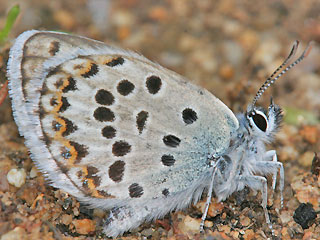 Plebejus bellieri