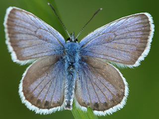 Mnnchen Geiklee-Bluling Argus-Bluling Plebeius argus Silver-studded Blue