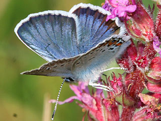 Mnnchen Geiklee-Bluling Argus-Bluling Plebeius argus Silver-studded Blue