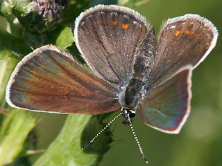 Weibchen Geiklee-Bluling Argus-Bluling Plebeius argus Silver-studded Blue