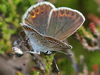 Weibchen Geiklee-Bluling Argus-Bluling Plebeius argus Silver-studded Blue