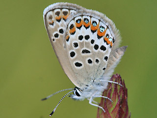 Weibchen Geiklee-Bluling Argus-Bluling Plebeius argus Silver-studded Blue