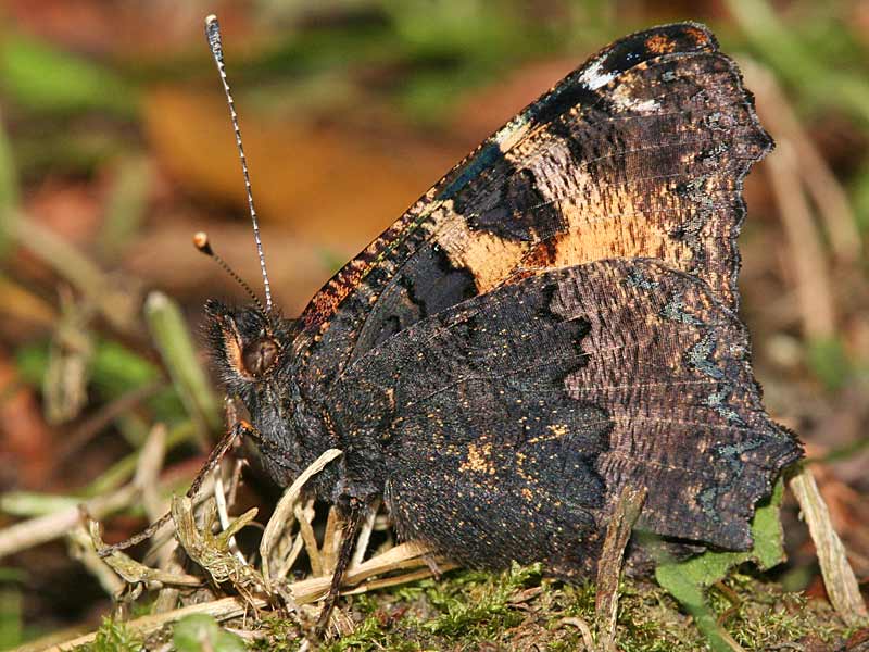Aglais ichnusa  Corsican Small Tortoiseshell