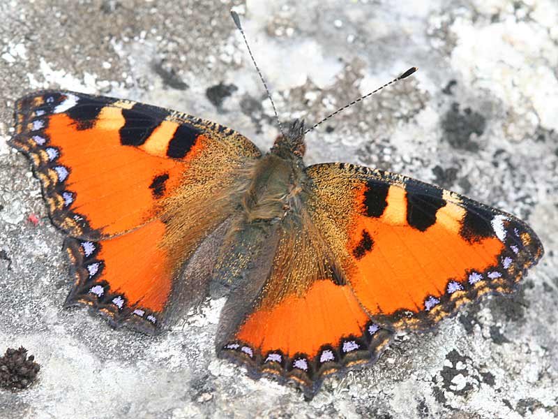 Aglais ichnusa  Corsican Small Tortoiseshell