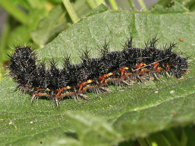 Aglais ichnusa  Corsican Small Tortoiseshell