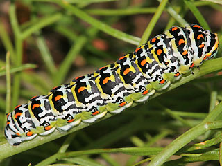 erwachsene Raupe Korsischer Schwalbenschwanz   Papilio hospiton   Corsican Schwallowtail