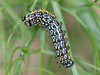 Raupe Korsischer Schwalbenschwanz   Papilio hospiton   Corsican Schwallowtail