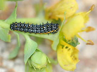 Raupe Korsischer Schwalbenschwanz   Papilio hospiton   Corsican Schwallowtail