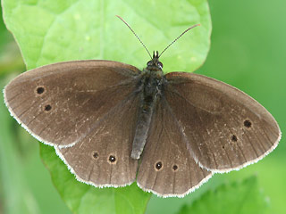 Oberseite Brauner Waldvogel   Aphantopus hyperantus   The Ringlet