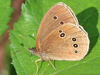 Unterseite Brauner Waldvogel   Aphantopus hyperantus   The Ringlet