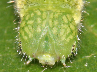 Kopf der Raupe Zürgelbaum-Schnauzenfalter Libythea celtis Nettle-Tree Butterfly
