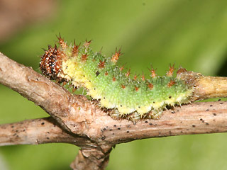 Jungraupe Limenitis camilla Kleiner Eisvogel White Admiral